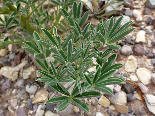 Palmate leaves