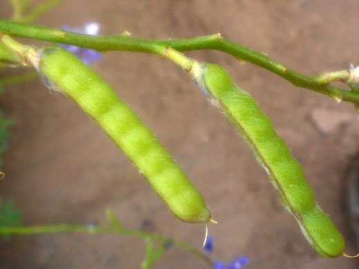 Seed pods
