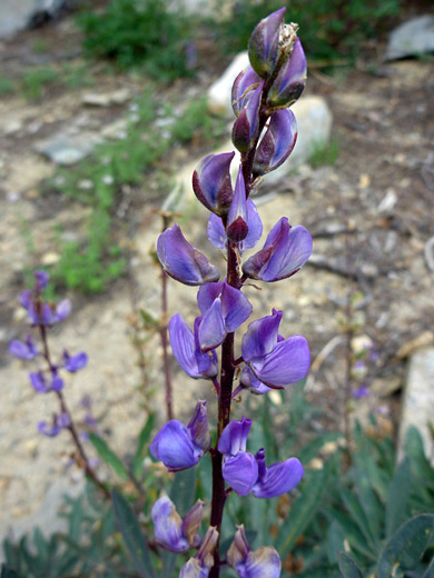 Broadleaf Lupine; Lupinus latifolius ssp columbianus, along the Ten Lakes Trail, Yosemite National Park, California