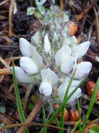 Dwarf Lupine; Lupinus lepidus var lobbii, Bennettsville Mine Trail, Yosemite National Park, California