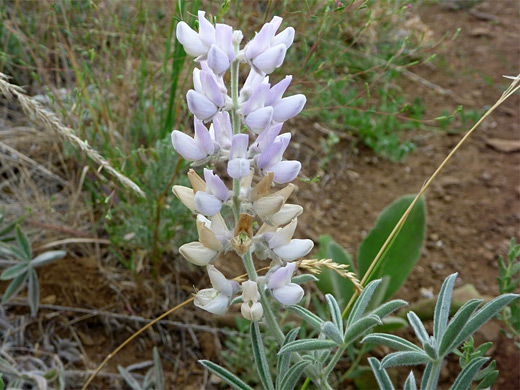 Velvet Lupine; Velvet lupine (lupinus leucophyllus) - flower spike with pinkish-white petals - Malad Gorge, Idaho