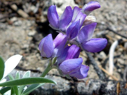 Satin Lupine; Lupinus obtusilobus, Manzanita Creek Trail, Lassen Volcanic National Park, California
