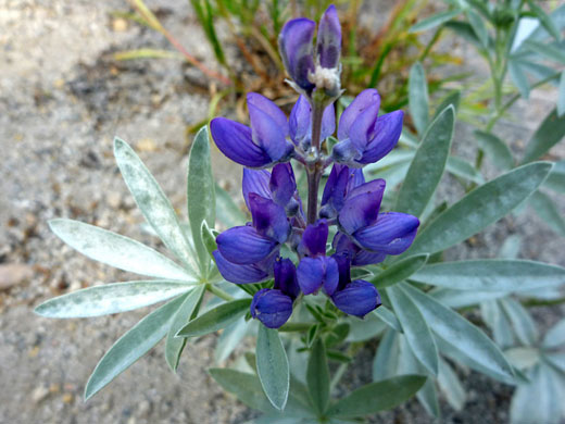 Satin Lupine