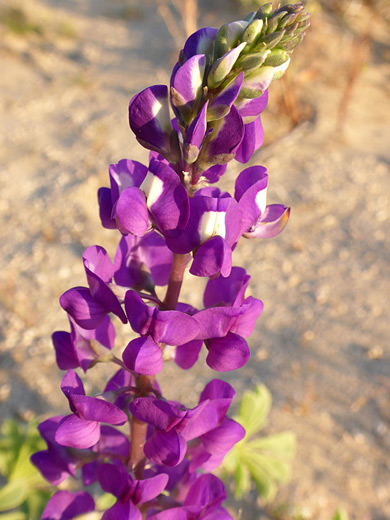 Mojave Lupine; Elongated flower cluster; lupinus odoratus, Alpine Butte Wildlife Sanctuary, California