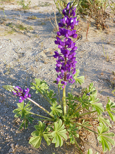 Flowers and leaves