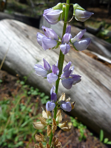 Largeleaf Lupine; Lupinus polyphyllus var burkei, Cluster Lakes Trail, Lassen Volcanic National Park, California