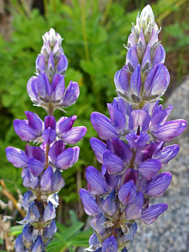 Inyo Meadow Lupine; Lupinus pratensis var pratensis (inyo meadow lupine), South Lake Trail, Sierra Nevada, California