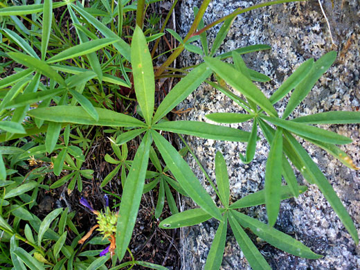 Inyo Meadow Lupine