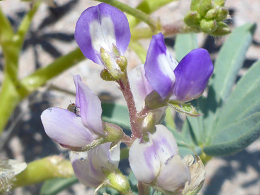 Rusty Lupine; Rusty lupine (lupinus pusillus), Jasper Forest, Petrified Forest, Arizona