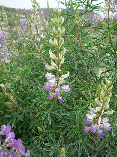 Silky Lupine; Flower spikes - lupinus sericeus (silky lupine) in Nine Mile Canyon