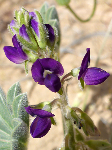 Purple Desert Lupine; Dark purple flowers with hairy green calyces; lupinus shockleyi, Kelso Dunes Trail, Mojave National Preserve, California