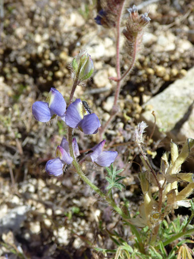 Mojave Lupine