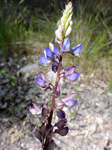 Vertical inflorescence
