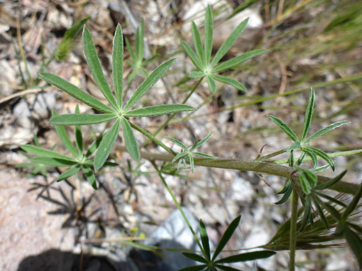 Narrow leaflets