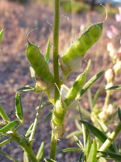 Green pods