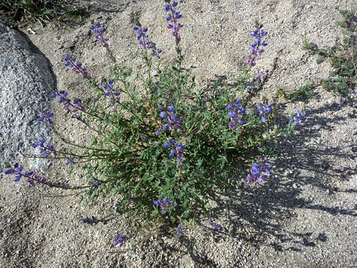 Typical plant