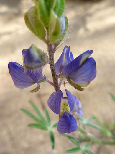 Banner petal