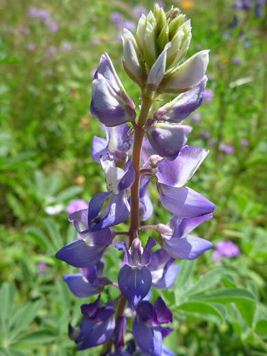 Arroyo Lupine; Light to dark purple flowers of lupinus succulentus, at the Desert Botanical Garden, Phoenix, Arizona