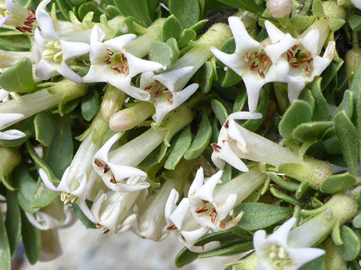 Peach Thorn; Green leaves and white flowers; lycium cooperi, Alabama Hills, California