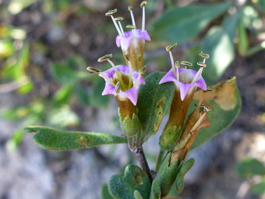 Purple corolla lobes