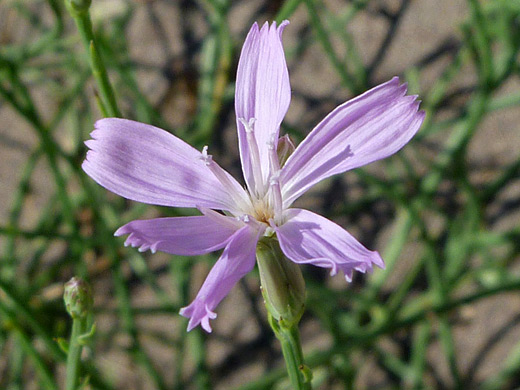 Rush Skeletonplant; Lygodesmia juncea in Great Sand Dunes National Park, Colorado