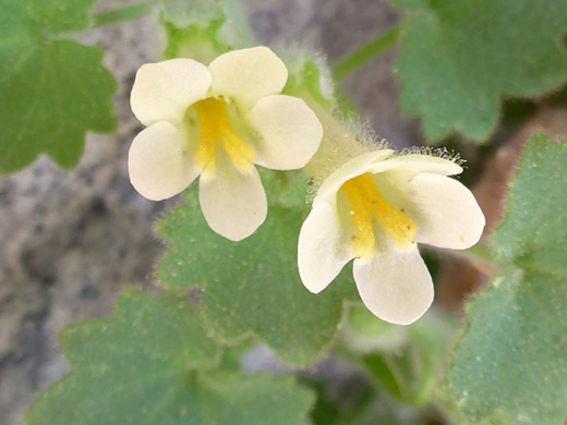 Brittlestem; Two glandular hairy flowers; mabrya acerifolia, Usery Mountain Regional Park, Arizona