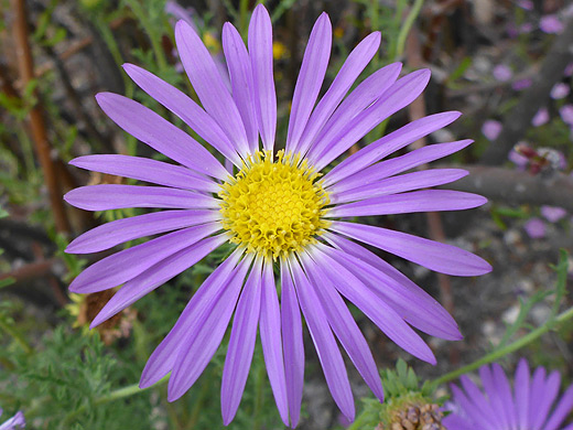 Tansyleaf Aster; Purple and yellow flowerhead of machaeranthera tanacetifolia - Dome Trail, Big Bend Ranch State Park, Texas