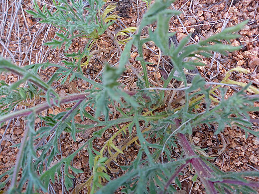 Tansyleaf Aster