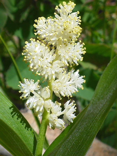 Large False Solomon's-Seal; Maianthemum racemosum, La Sal Mountains, Utah