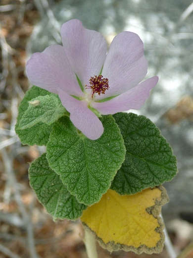 Yellowstem Bush Mallow; Five-petaled, pale pink flower of malacothamnus densiflorus, in Hellhole Canyon, Anza Borrego Desert State Park, California