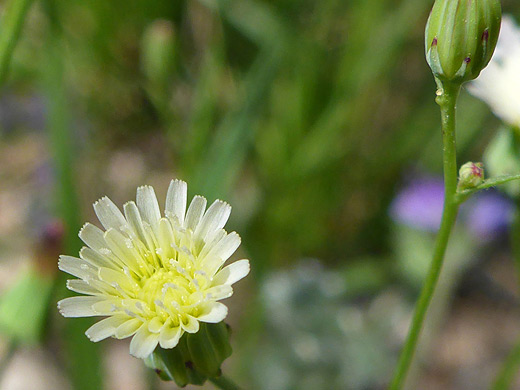 Cleveland's Desertdandelion; Flower and bud of malacothrix clevelandii, in Sabino Canyon, Arizona
