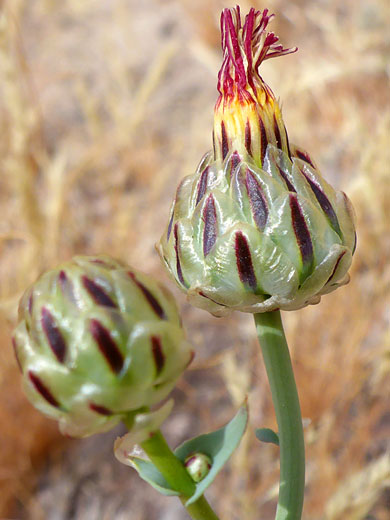 Buds
