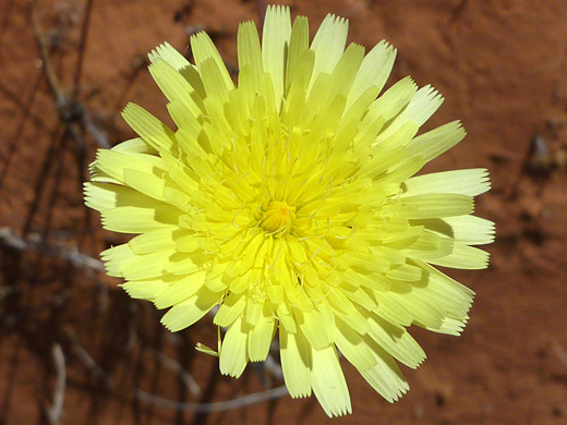 Desert Dandelion; Flower head of malacothrix glabrata (desert dandelion) - along Fire Canyon, Valley of Fire State Park
