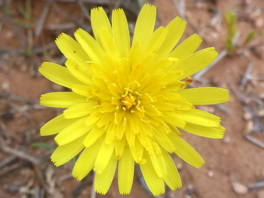 Many yellow florets