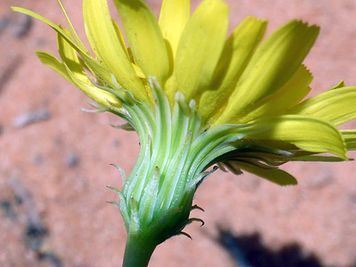 Phyllaries