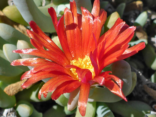 Coppery Mesemb; Malephora crocea (coppery mesemb), Tidepools Trail, Cabrillo National Monument, California