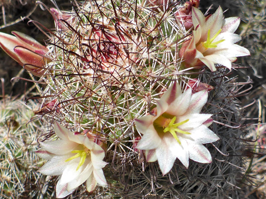 Strawberry cactus, mammillaria dioica