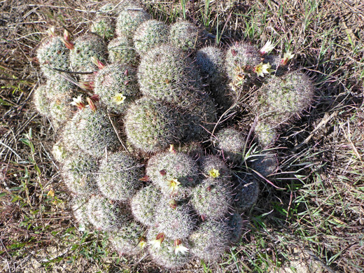Clustered stems