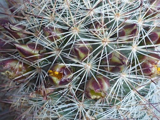 Strawberry cactus buds