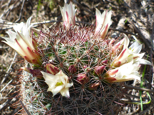 Ring of strawberry cactus flowers
