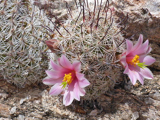 Two flowers of Graham's nipple cactus