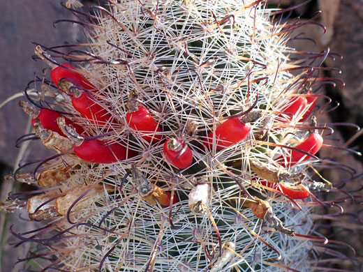 Red fruits