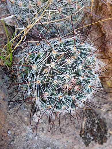 Dark central spines