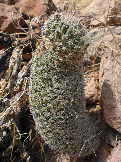 Elongated stem