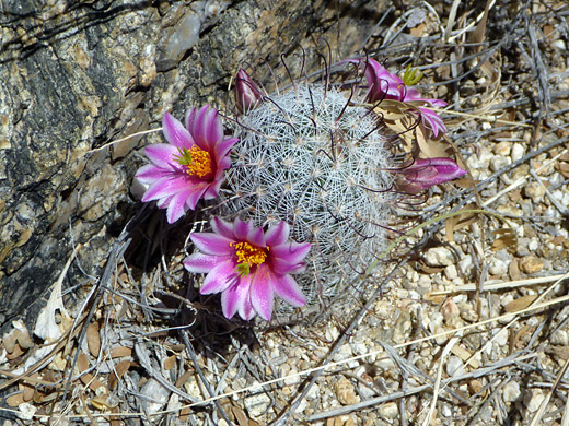 Mammillaria grahamii, Arizona fishhook cactus