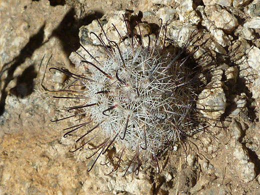 Small Graham's nipple cactus