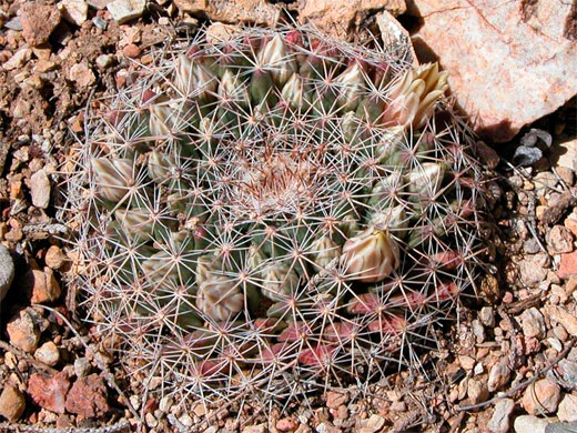 Mammillaria heyderi