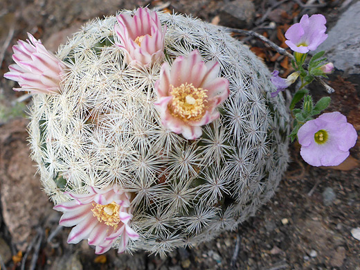 Lacespine pincushion cactus, mammillaria lasiacantha