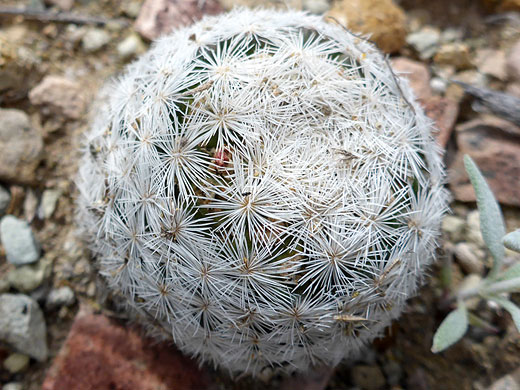 Overlapping spines of the lacespine pincushion cactus