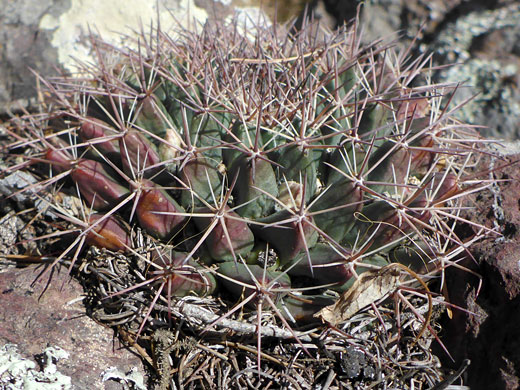 Flattened stem